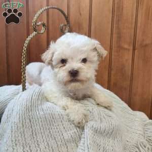 Joey, Havanese Puppy